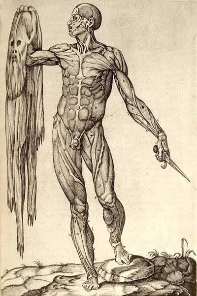 תמונה 2: Juan Valverde de Amusco, Anatomia del corpo humano, II, Tab I, A. Salamanca and A. Lafrery, Rome 1560