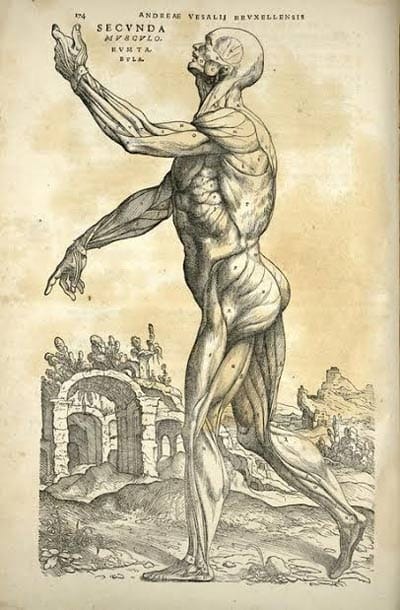 Andreas Vesalius, Plate of Muscles, De humani corporis fabrica libri septem, II, p. 174, J. Oporinus, Basel, 1543