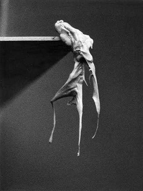 אלינה ספוז׳ניקוב - פסלים תצלומיים (פרט), 1971-2007
