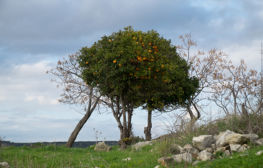 רב ערב 06.08.19